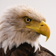 Illustration for article titled TIL eagles are just like that one friend who doesnt order fries, then eats all of yours